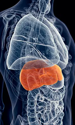 liver image